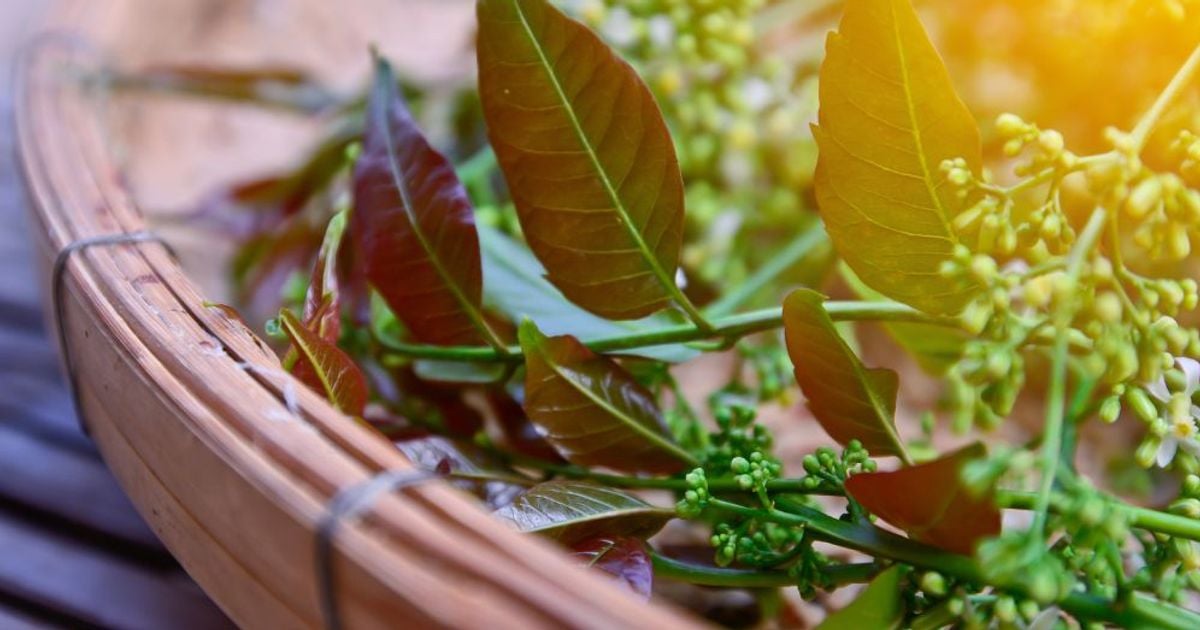 Treatments for Shingles Facty Health