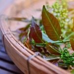 Treatments for Shingles