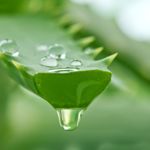 10 Home Remedies for Plaque and Tartar