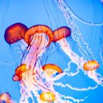5 Home Remedies for Jellyfish Stings