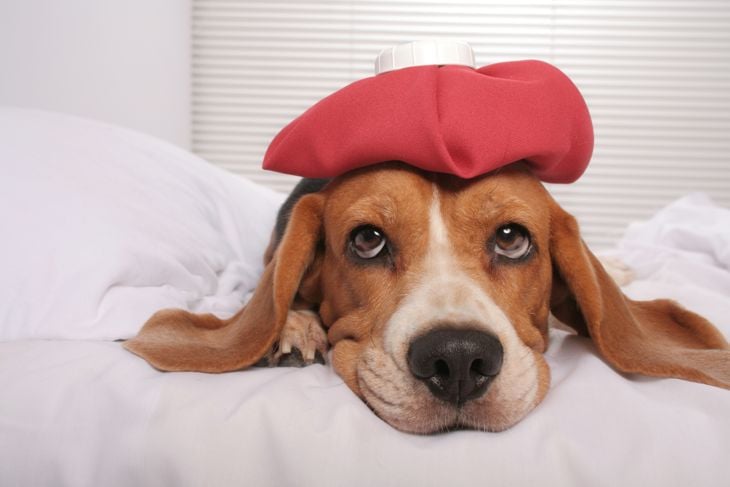 10 Diseases You Can Get From Your Pets