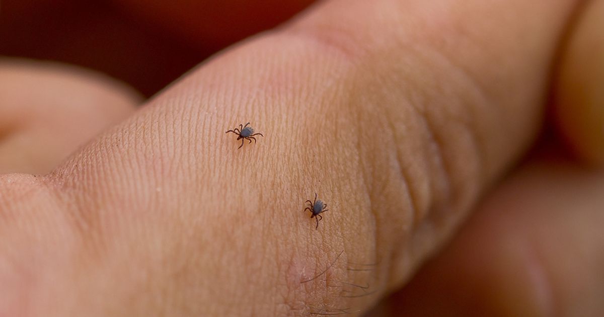 10 Home Remedies For Ear Mites Facty Health