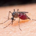 10 Symptoms of Malaria