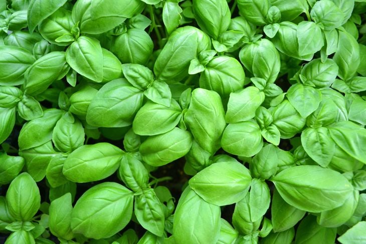 Cultivated basil plants from above