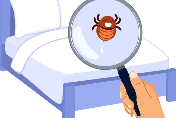 Illustration of bed bugs infestation problem isolated on white background