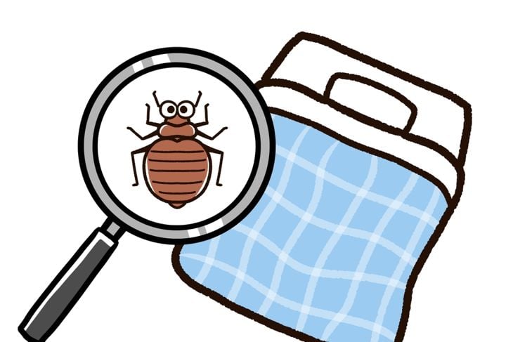 Illustration of bed bugs living in bedding.