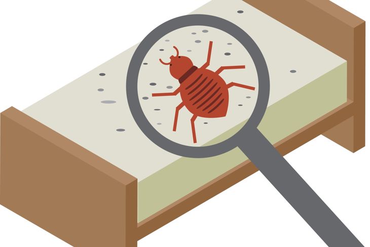 Isometric image material of bed bugs found on the bed