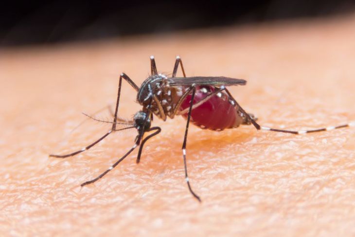 10 Symptoms of Malaria