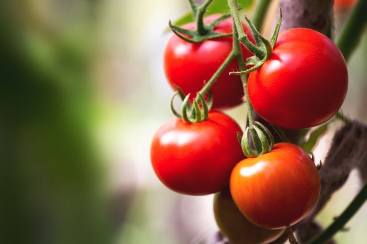 Ripe natural tomatoes growing on a branch in a greenhouse.