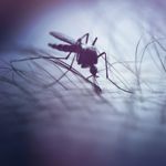 15 Home Remedies for Mosquito Bites