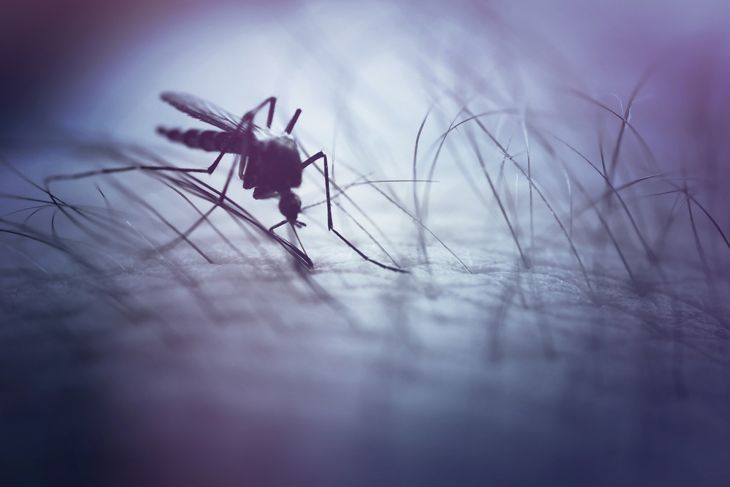 15 Home Remedies for Mosquito Bites
