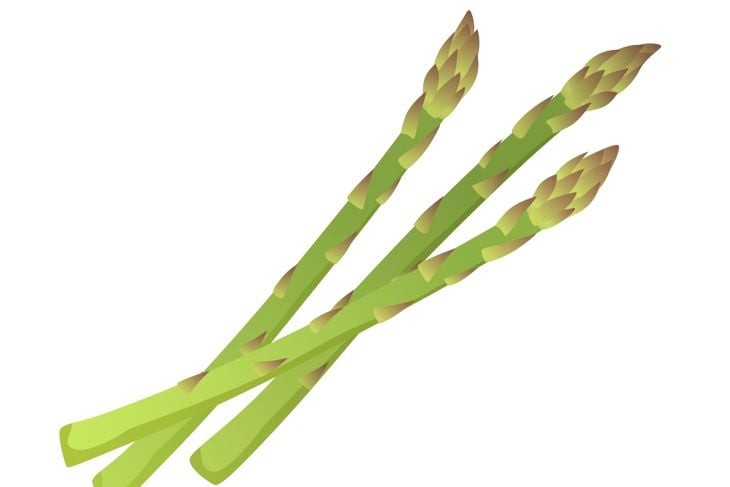Vector illustration of fresh asparagus