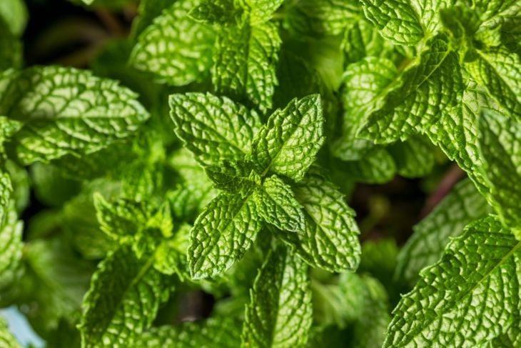 Raw Organic Green Mint Leaves Ready to Cook