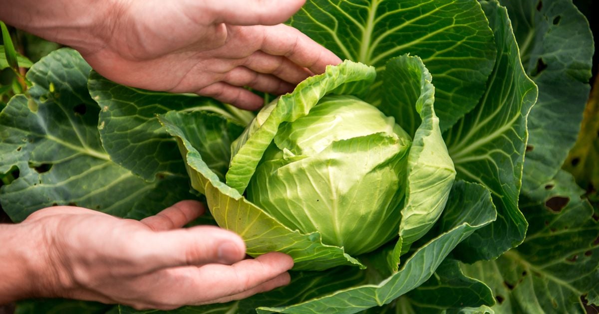 10 Health Benefits of Cabbage Facty Health