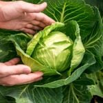 Unveiling the 10 Health Advantages of Consuming Cabbage