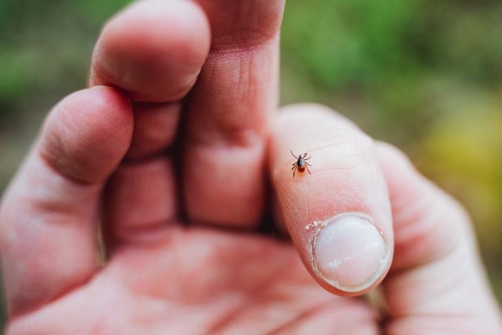 Recognizing and Treating Tick Bite Symptoms