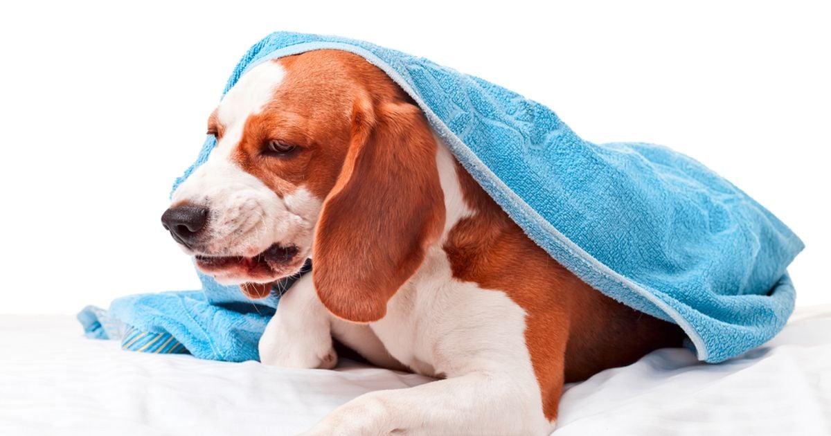 10 Symptoms and Treatments of Kennel Cough in Dogs Facty