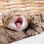 Why Do We Yawn?