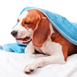 10 Symptoms and Treatments of Kennel Cough in Dogs