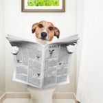 10 Symptoms and Treatments of SIBO in Dogs