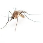 10 Reasons behind Mosquito Bites
