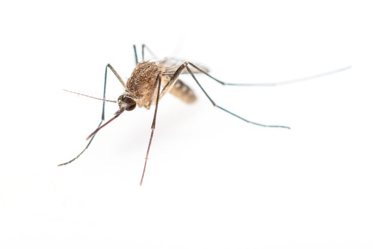 10 Reasons behind Mosquito Bites