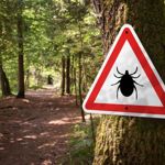 10 Natural Ways to Treat Babesiosis