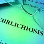10 Symptoms and Treatments of Ehrlichiosis