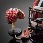 What are the Ten Indicators of CTE?