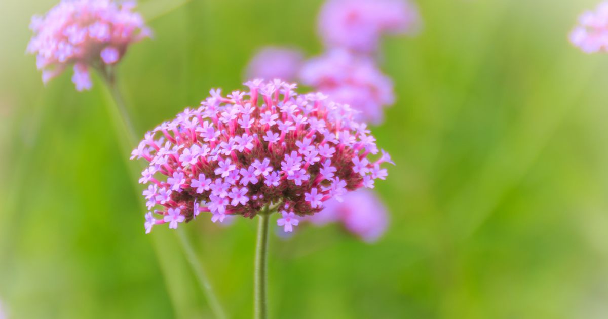 Beneficial Uses of the Herb Vervain Facty Health