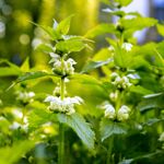 Health Benefits of Stinging Nettle