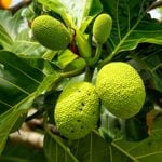 Proven Health Benefits of Breadfruit
