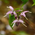 10 Surprising Benefits of Epimedium