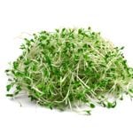 10 Health Benefits of Alfalfa Sprouts
