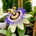 Health Benefits of Passionflower