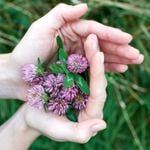10 Incredible Benefits of Red Clover
