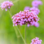 Beneficial Uses of the Herb Vervain
