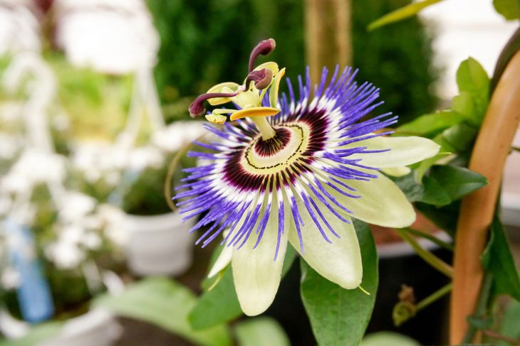 Health Benefits of Passionflower