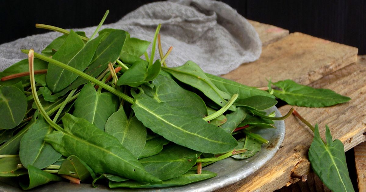 Surprising Health Benefits of Sorrel Facty Health