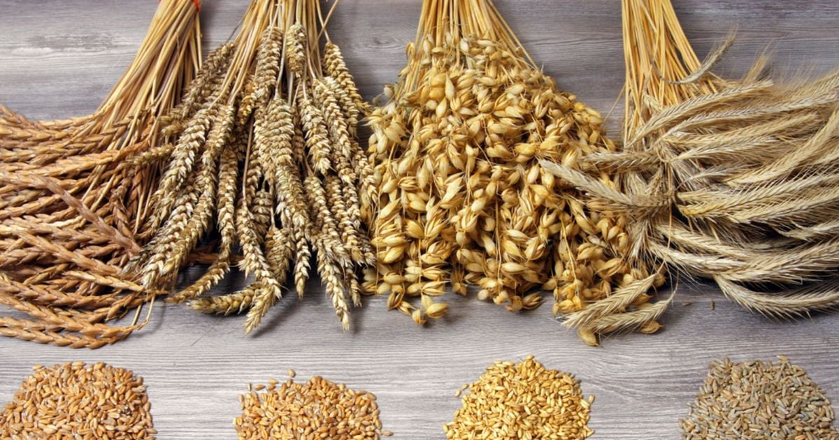 Farro Grain In Polish at Keith Bridges blog