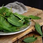 What Is Sorrel? Nutrition Facts and Traditional Uses