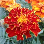 10 Surprising Health Benefits from Marigolds