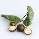 Health Benefits of Nux Vomica