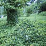 The Surprising Health Benefits of the Kudzu Vine