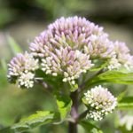 Discover the Health and Wellness Benefits of Valerian Root