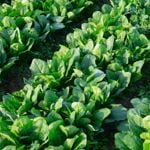 10 Health Benefits from the Wonder Food Spinach
