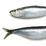The Superb Sardine