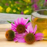 Echinacea's Role in Boosting Health and Wellness