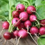 Health Benefits of Radish