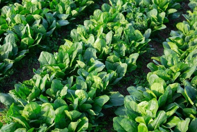 10 Health Benefits from the Wonder Food Spinach